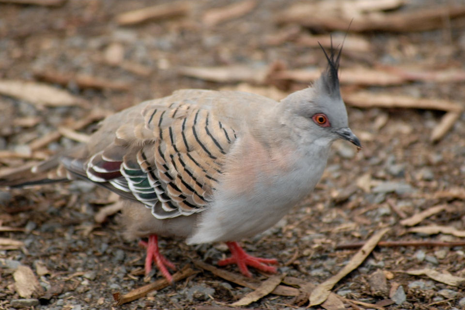 Crested Pigeon (Ocyphaps lophotes)